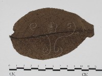 登錄號:F0012271藏品圖，第1張