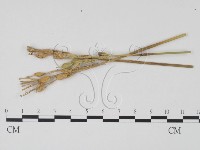 登錄號:F0012272藏品圖，第3張