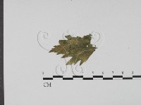 登錄號:F0012278藏品圖，第1張