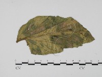 登錄號:F0012279藏品圖，第1張