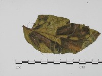 登錄號:F0012279藏品圖，第3張