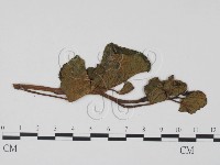 登錄號:F0012283藏品圖，第1張