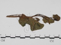 登錄號:F0012283藏品圖，第3張