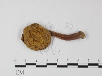 登錄號:F0012286藏品圖，第1張