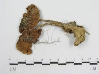 登錄號:F0012287藏品圖，第1張