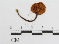 登錄號:F0012290藏品圖，第1張