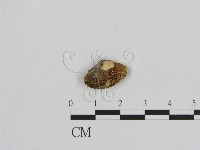 登錄號:F0012293藏品圖，第1張