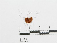 登錄號:F0012295藏品圖，第1張