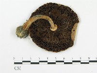 登錄號:F0012297藏品圖，第1張