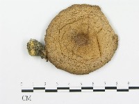 登錄號:F0012297藏品圖，第3張