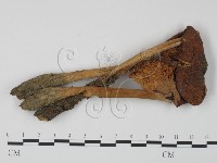 登錄號:F0012298藏品圖，第1張