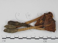 登錄號:F0012298藏品圖，第3張