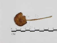 登錄號:F0012299藏品圖，第1張