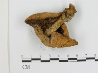 登錄號:F0012300藏品圖，第3張