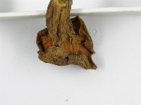 登錄號:F0012302藏品圖，第5張