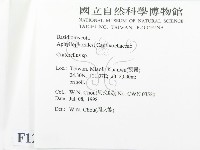 喇叭菌屬藏品圖，第2張