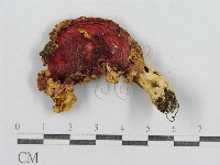 紅菇屬藏品圖，第3張