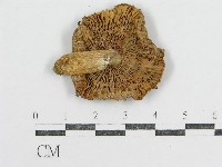登錄號:F0012306藏品圖，第3張
