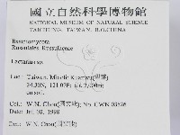 乳菇屬藏品圖，第2張