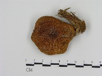 登錄號:F0012311藏品圖，第1張
