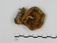 登錄號:F0012311藏品圖，第3張