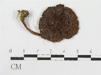 登錄號:F0012312藏品圖，第3張