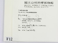 小皮傘屬藏品圖，第2張