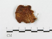 登錄號:F0012314藏品圖，第3張