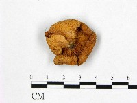 登錄號:F0012315藏品圖，第1張