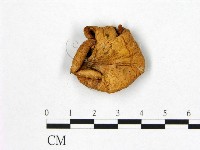 登錄號:F0012315藏品圖，第3張