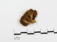 登錄號:F0012318藏品圖，第1張