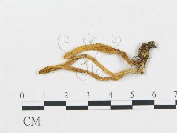 登錄號:F0012322藏品圖，第1張
