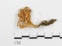 登錄號:F0012323藏品圖，第1張