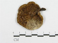 登錄號:F0012326藏品圖，第3張