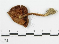 登錄號:F0012332藏品圖，第1張