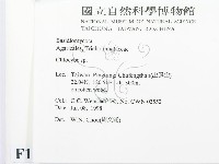 杯傘屬藏品圖，第2張