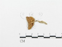 杯傘屬藏品圖，第1張