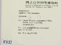 小菇屬藏品圖，第2張