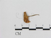 小皮傘屬藏品圖，第3張