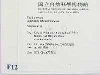 小皮傘屬藏品圖，第2張