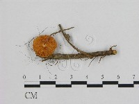 小皮傘屬藏品圖，第3張