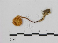 小皮傘屬藏品圖，第3張