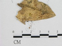 登錄號:F0012338藏品圖，第1張