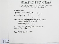 微皮傘屬藏品圖，第2張