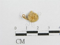 微皮傘屬藏品圖，第1張