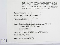 微皮傘屬藏品圖，第2張