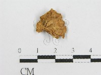 微皮傘屬藏品圖，第3張