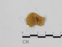 登錄號:F0012342藏品圖，第3張