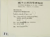 棕色革菌藏品圖，第2張