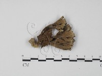 棕色革菌藏品圖，第3張